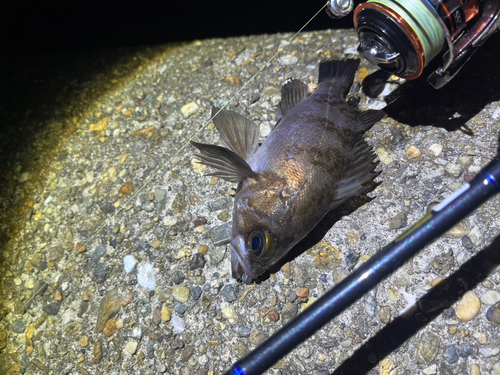 メバルの釣果