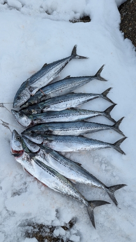 サゴシの釣果