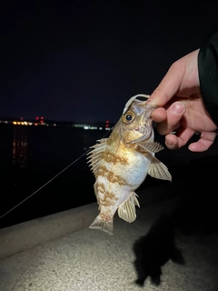 シロメバルの釣果