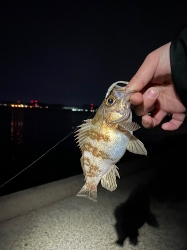 シロメバルの釣果