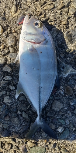 ロウニンアジの釣果