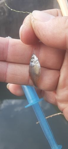 タイリクバラタナゴの釣果