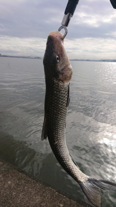 ニゴイの釣果