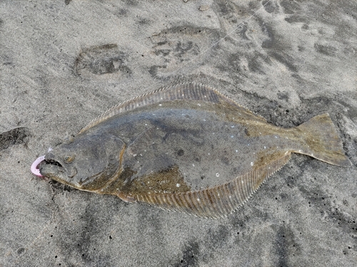 ヒラメの釣果