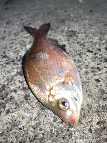 マタナゴの釣果