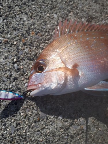 チャリコの釣果