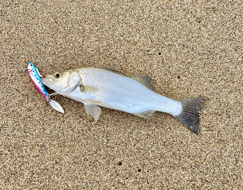 セイゴ（ヒラスズキ）の釣果