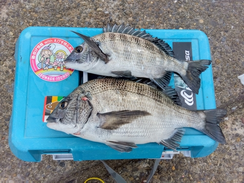 クロダイの釣果