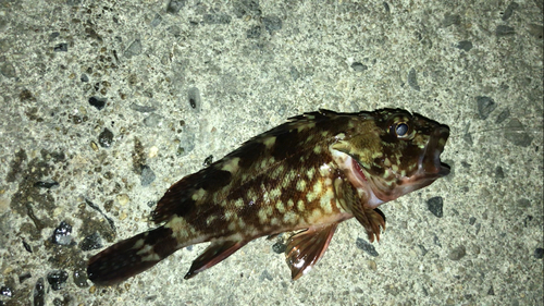 カサゴの釣果