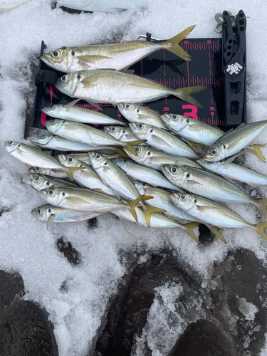 アジの釣果