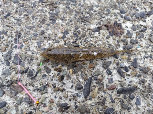 コチの釣果