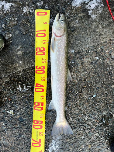 アメマスの釣果