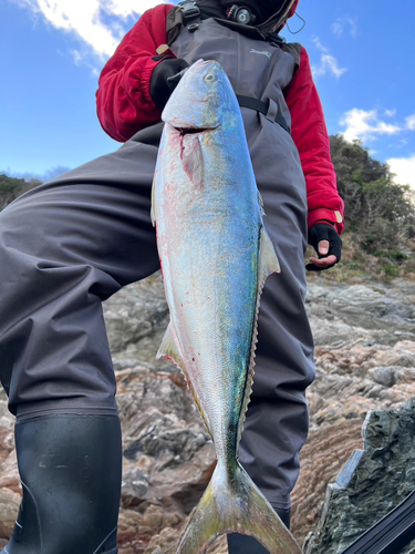 ヤズの釣果