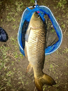 コイの釣果