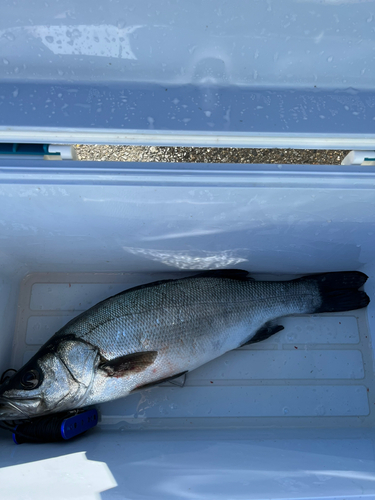 ヒラスズキの釣果