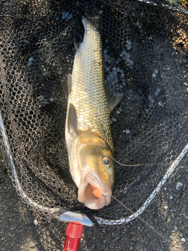 ニゴイの釣果