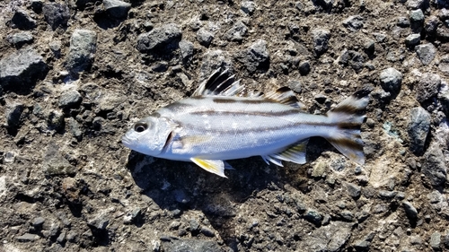 コトヒキの釣果