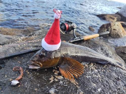 アイナメの釣果