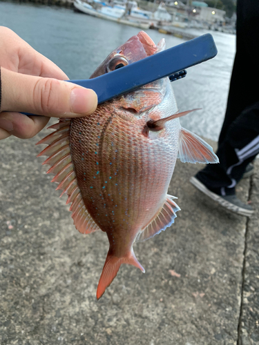 タイの釣果