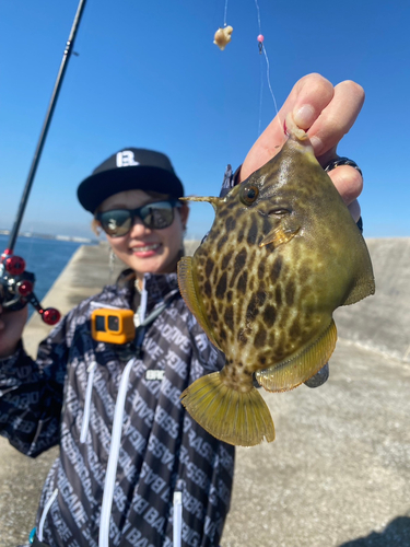 カワハギの釣果