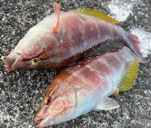 ホシササノハベラの釣果