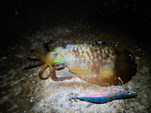 アオリイカの釣果