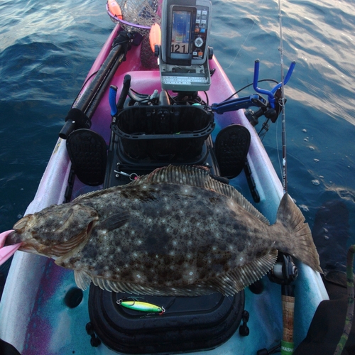 ヒラメの釣果