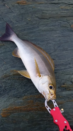 イサキの釣果