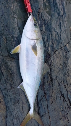 ハマチの釣果