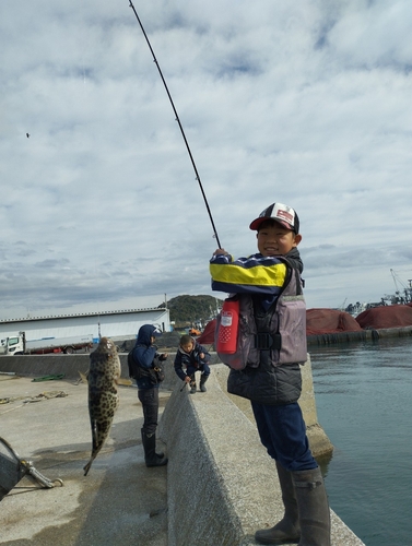 トラフグの釣果