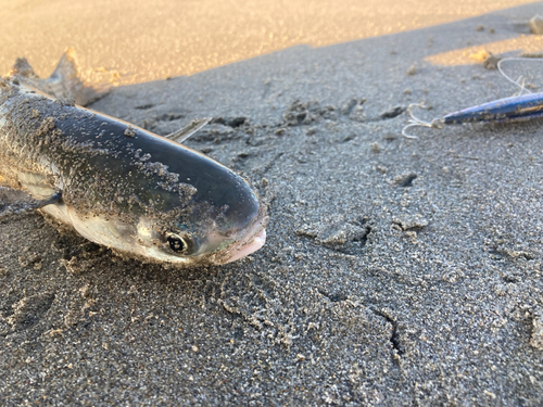 ボラの釣果