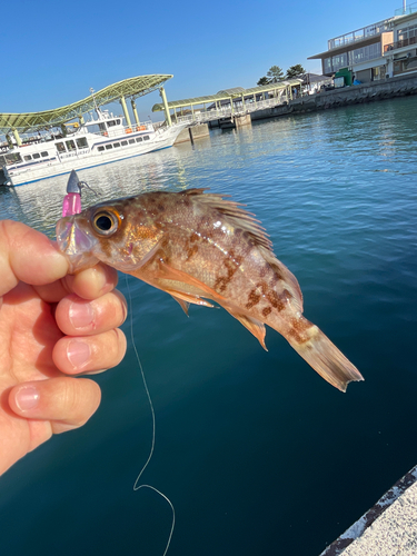 シロメバルの釣果