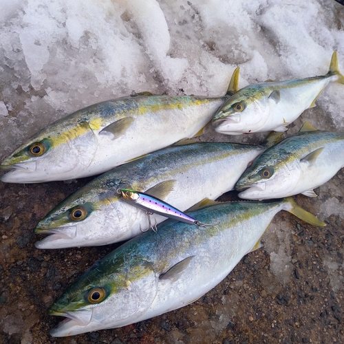 ハマチの釣果