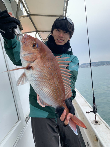 マダイの釣果