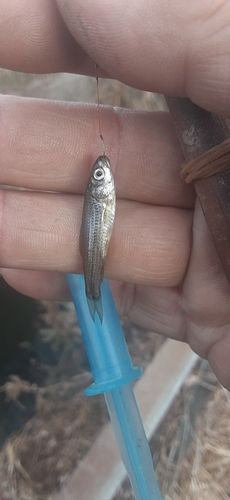 クチボソの釣果