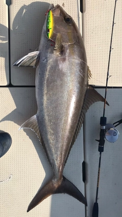 カンパチの釣果