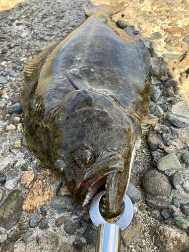 ヒラメの釣果