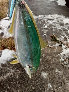 ハマチの釣果