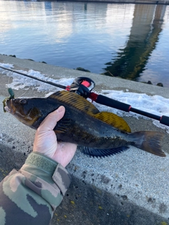 アイナメの釣果