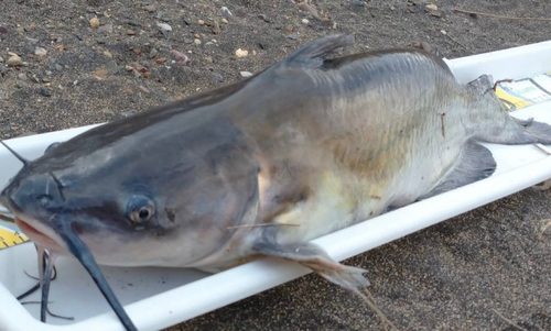 アメリカナマズの釣果