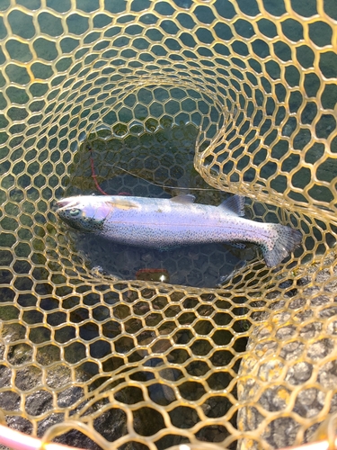 ニジマスの釣果