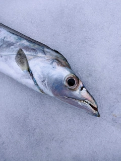 タチウオの釣果