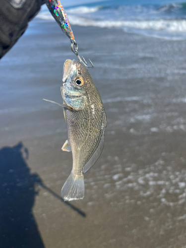 シログチの釣果