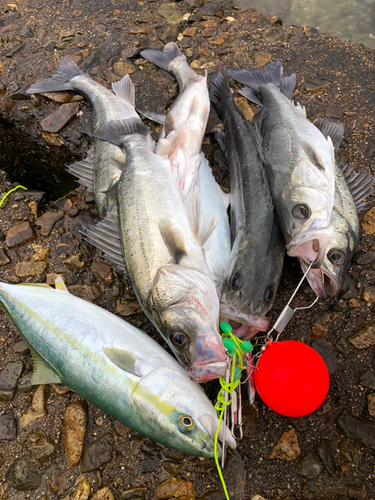 シーバスの釣果