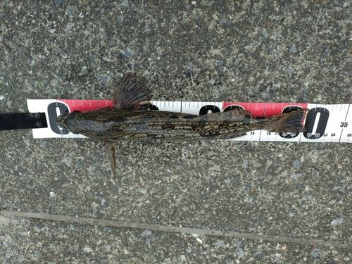 アイナメの釣果