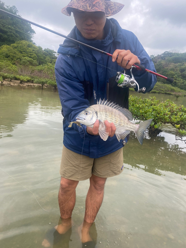 ミナミクロダイの釣果