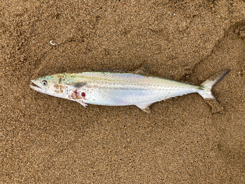 サゴシの釣果