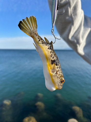 フグの釣果