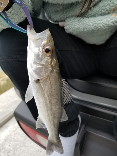 セイゴ（マルスズキ）の釣果