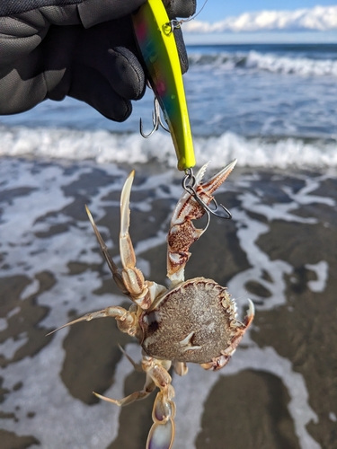 カニの釣果